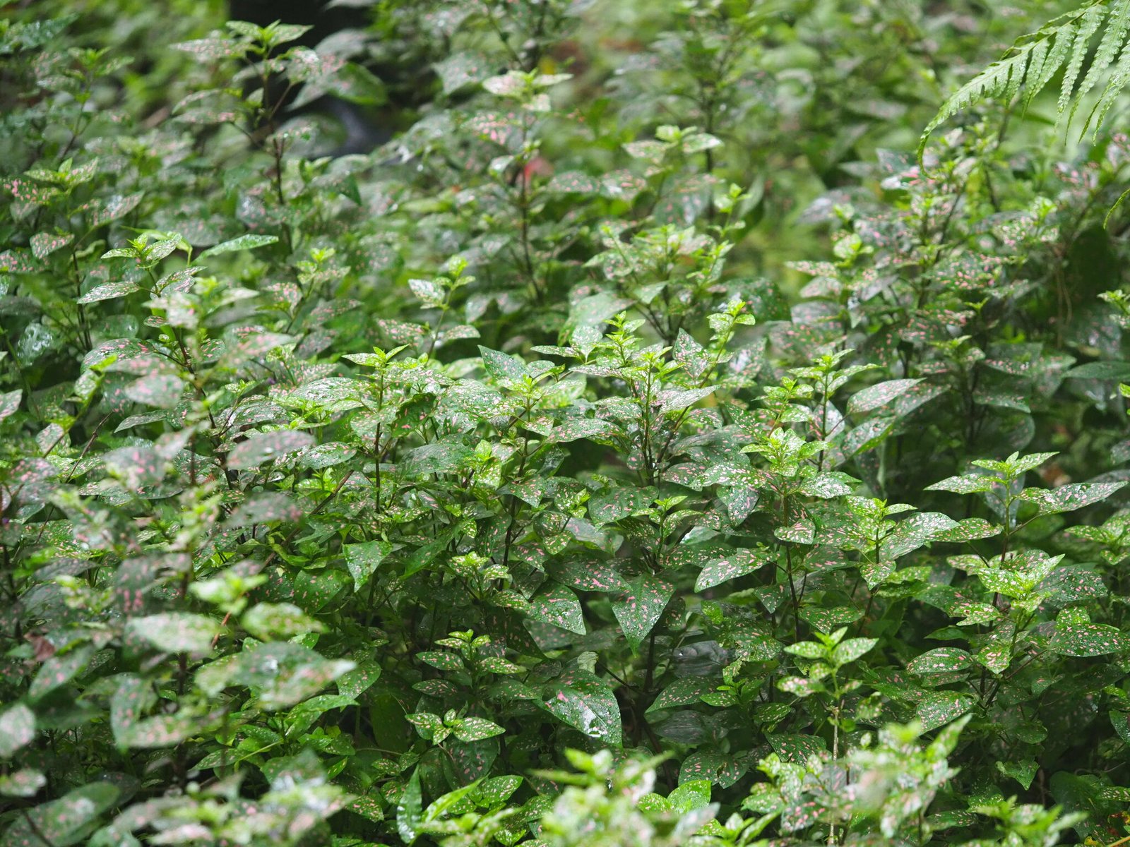 Polka dot plant