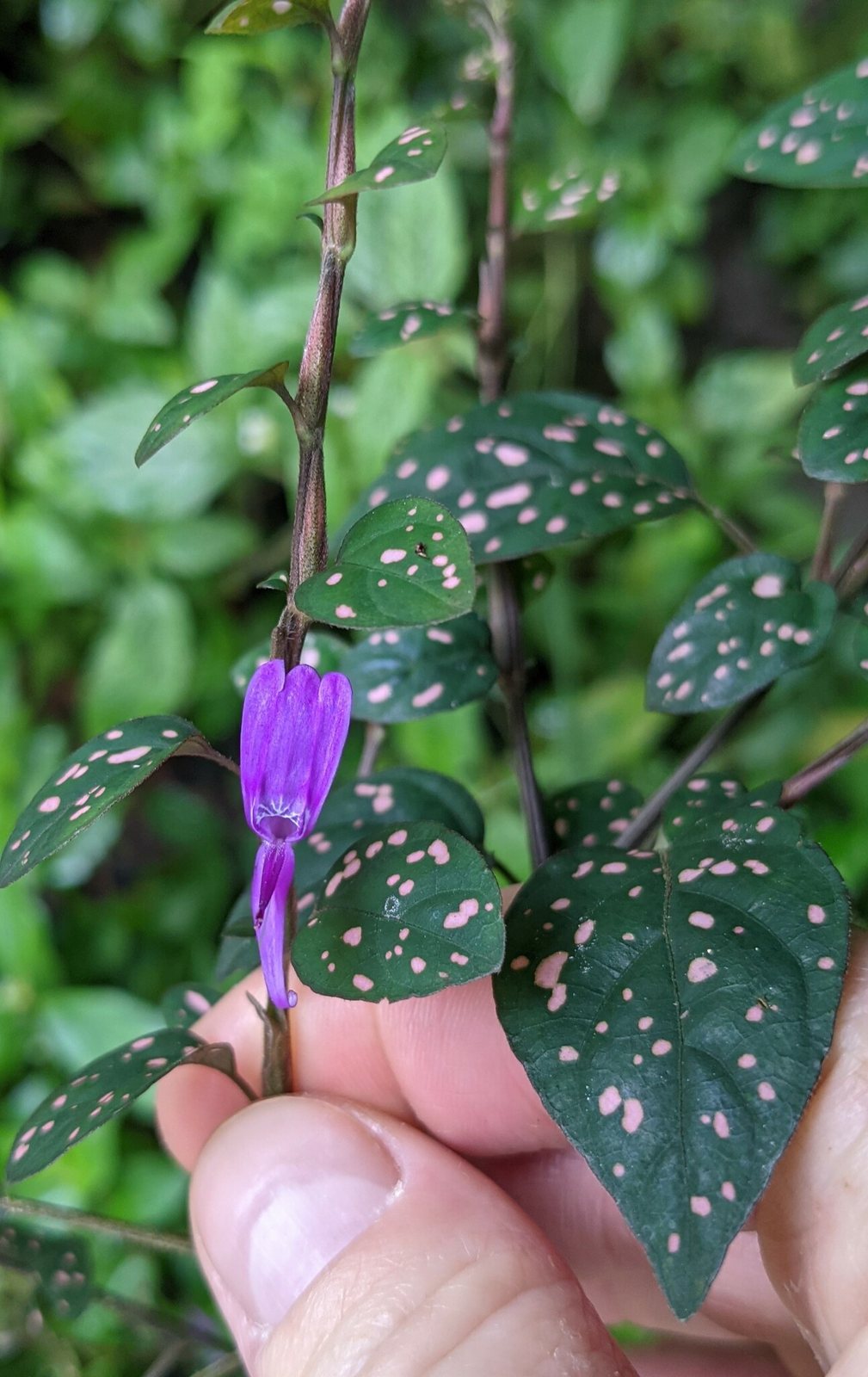 Polka dot plant