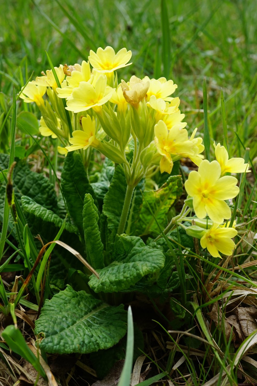 Polyanthus