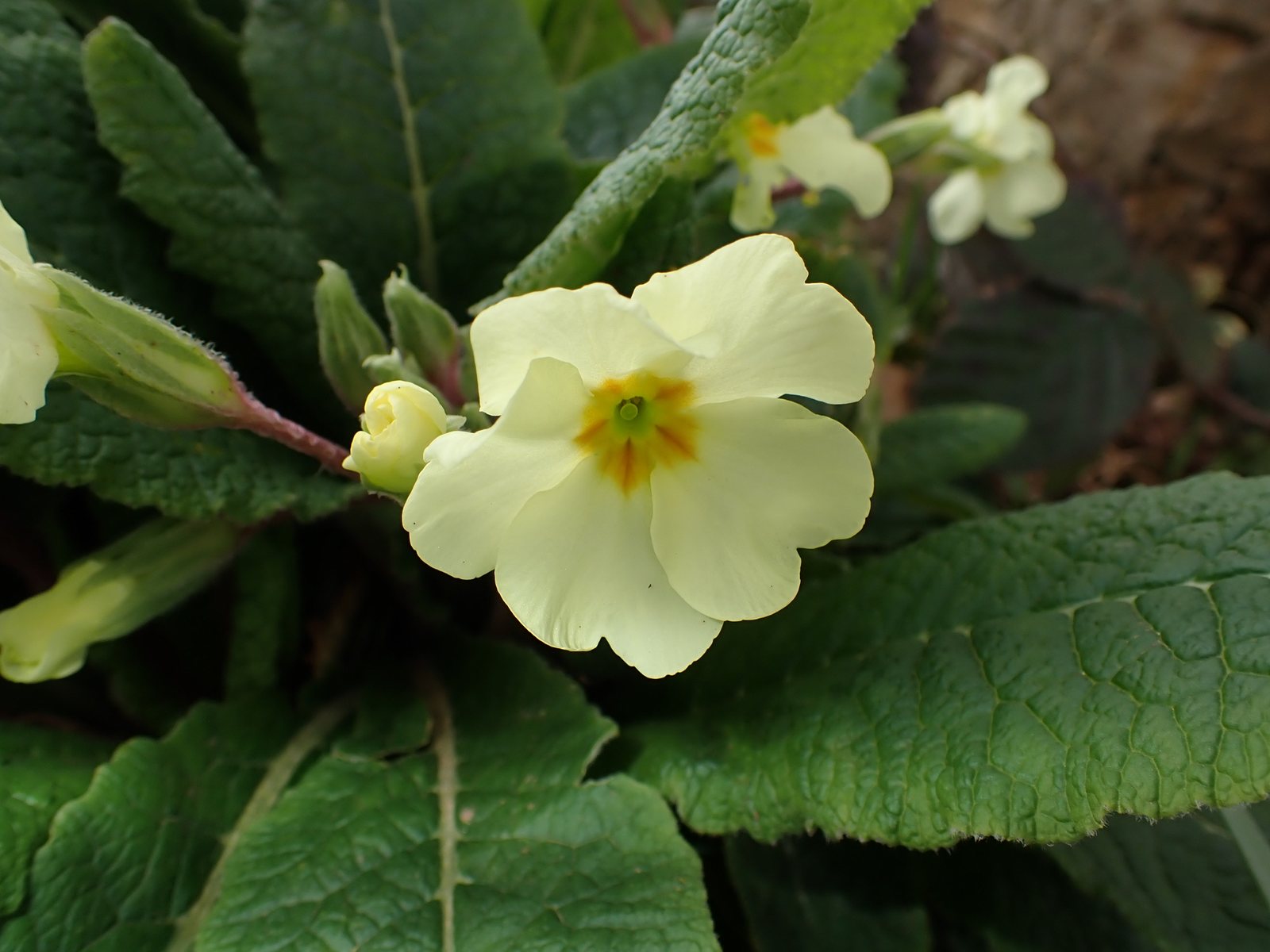 Polyanthus