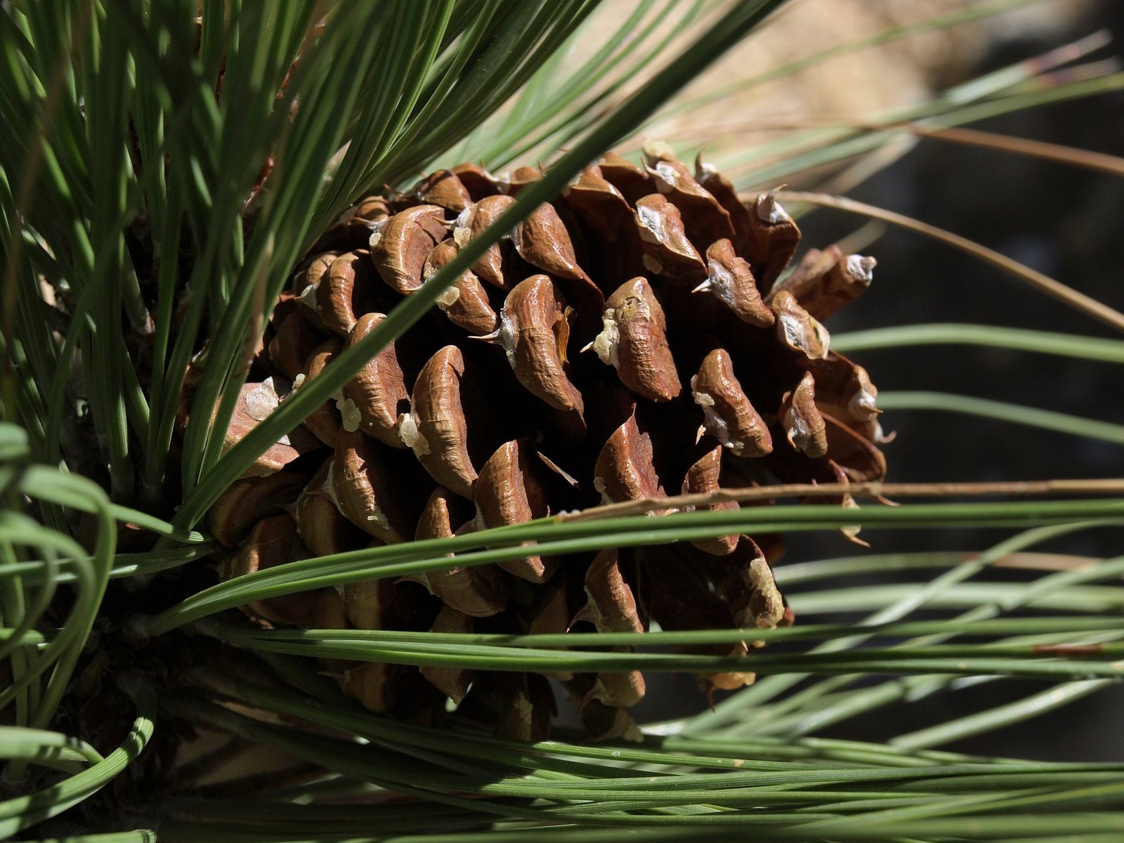 Ponderosa pine
