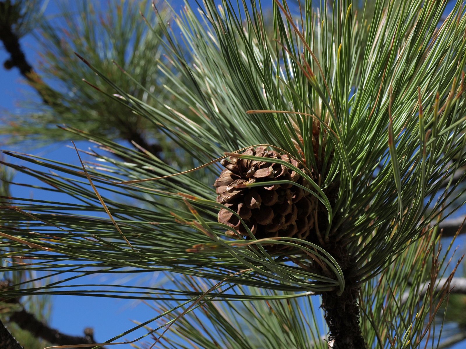 Ponderosa pine