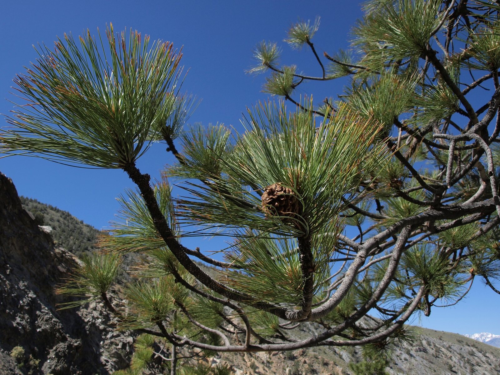 Ponderosa pine