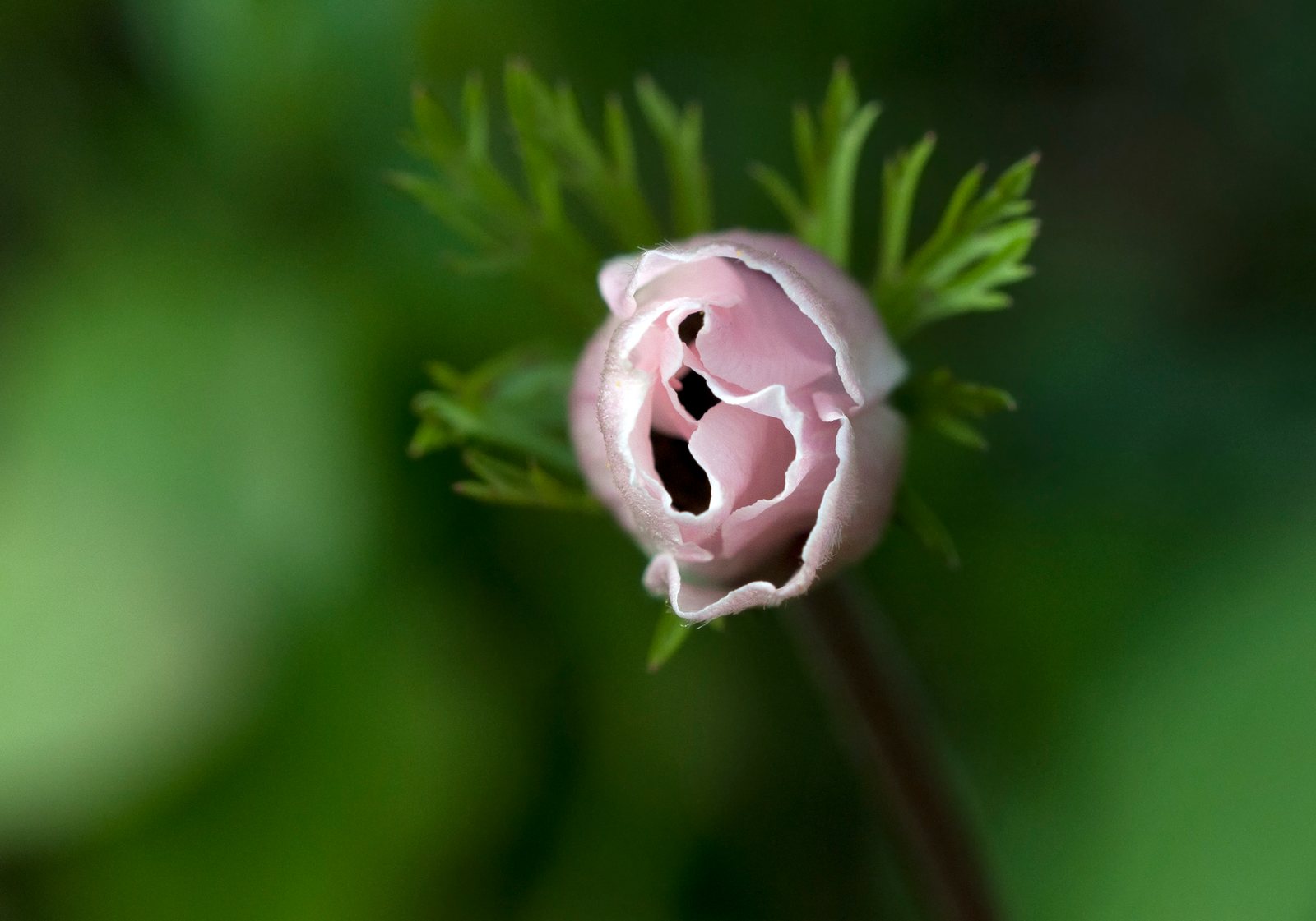 Poppy anemone