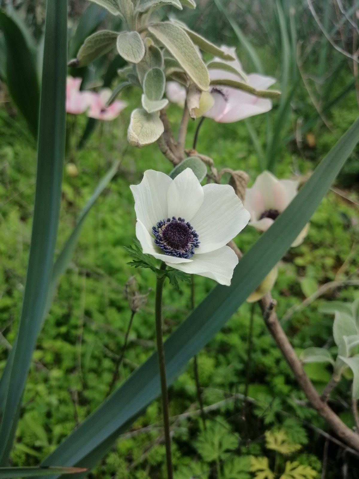 Poppy anemone