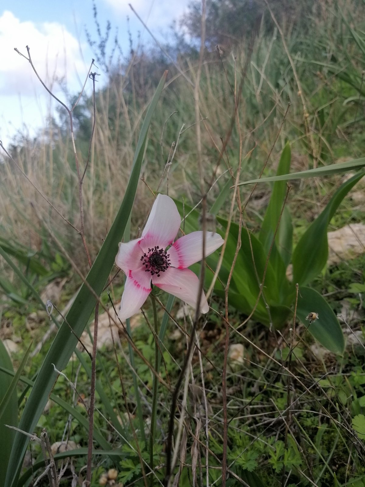 Poppy anemone
