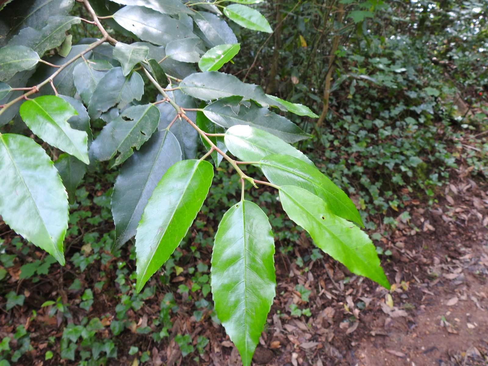 Portugal laurel