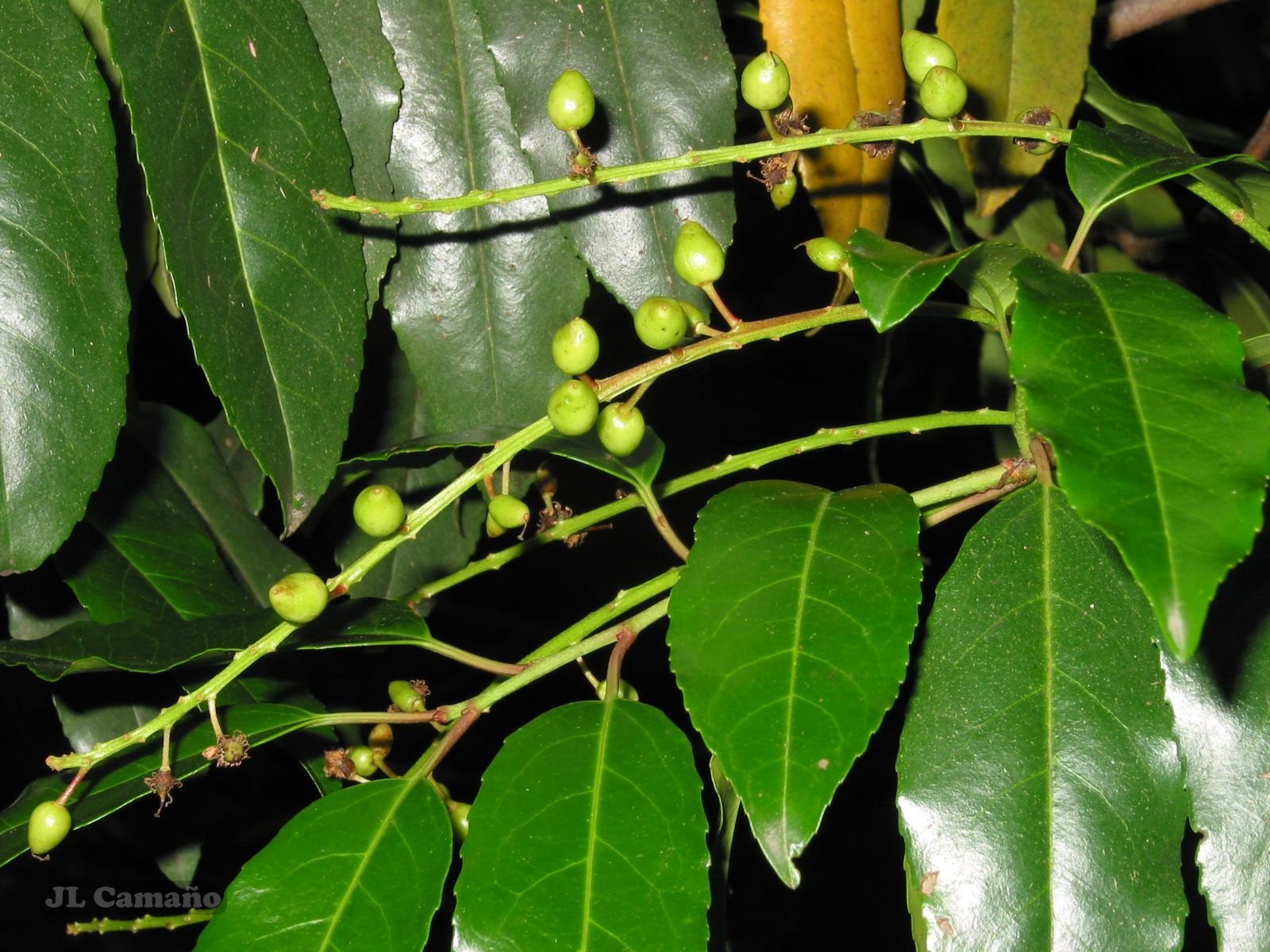 Portugal laurel
