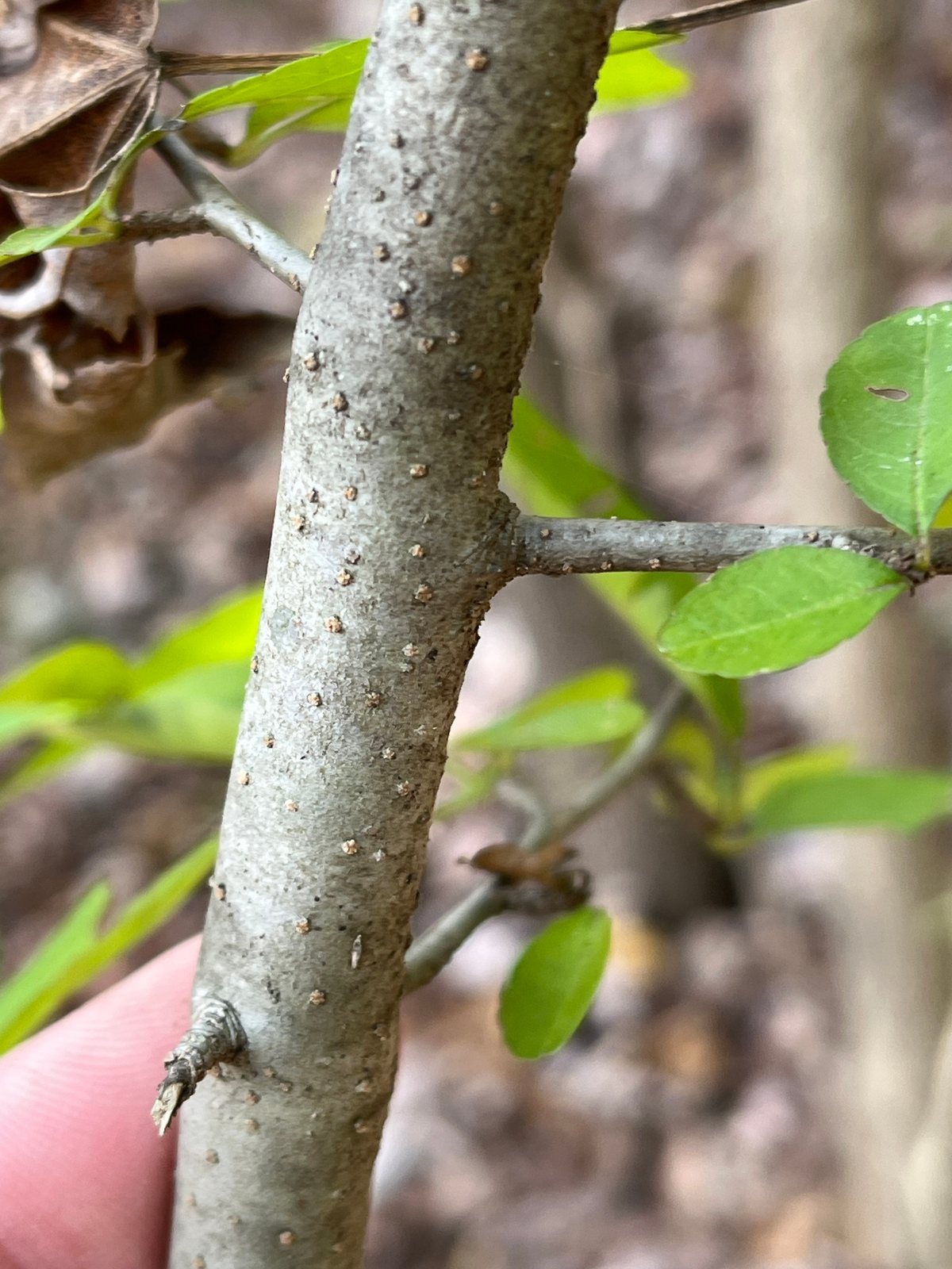 Possumhaw