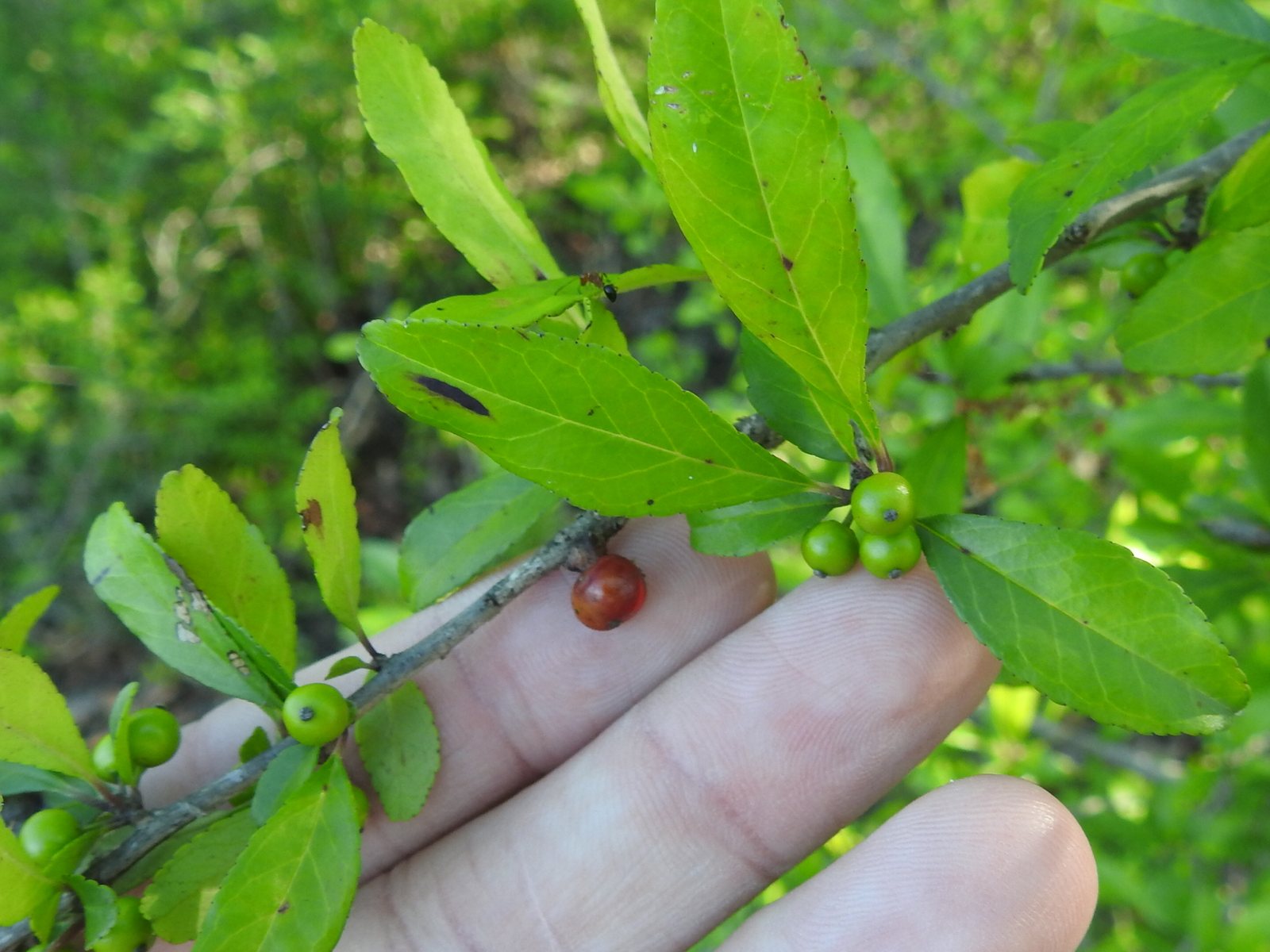 Possumhaw