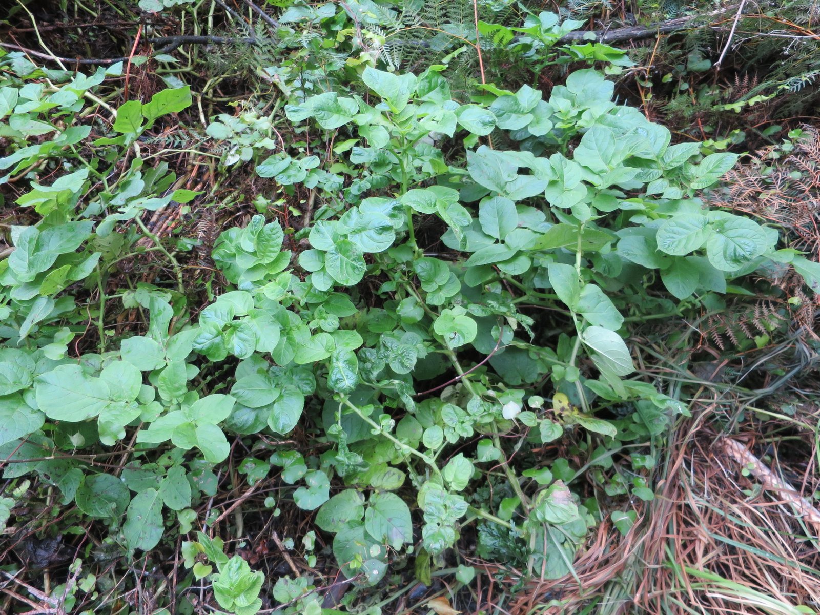 Potato