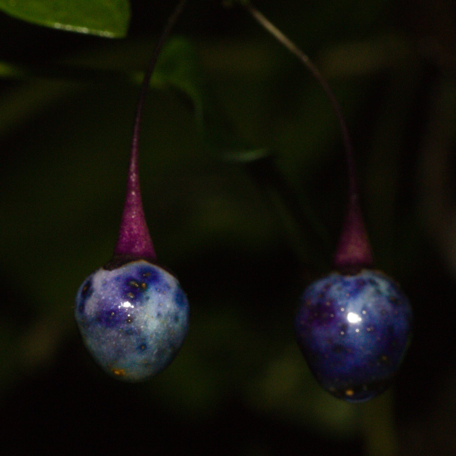 Potato vine
