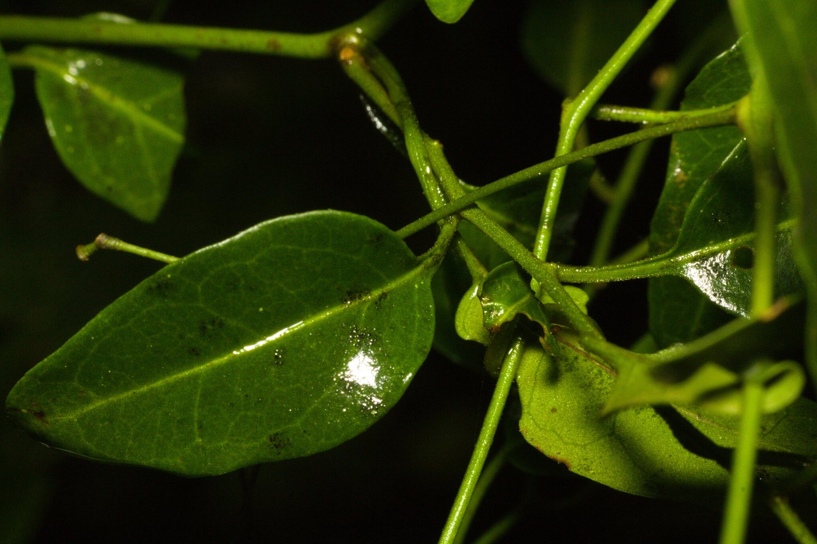 Potato vine
