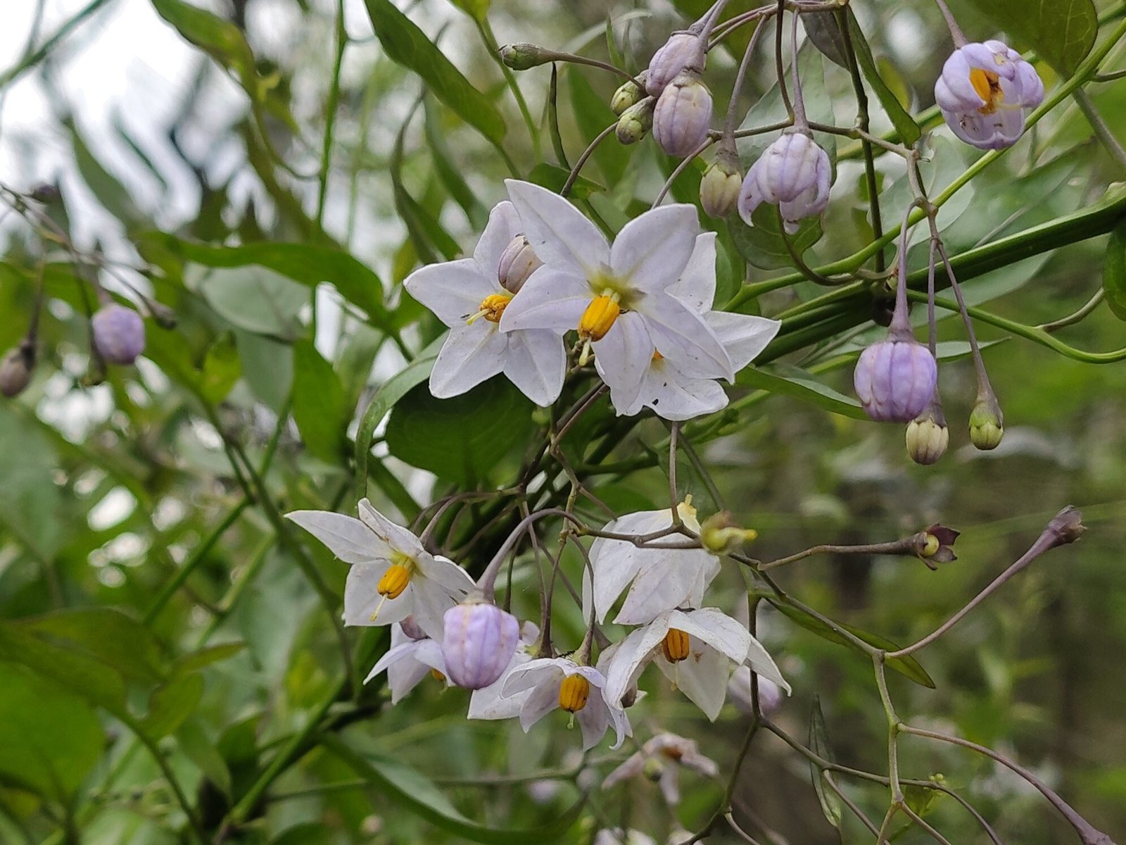 Potato vine