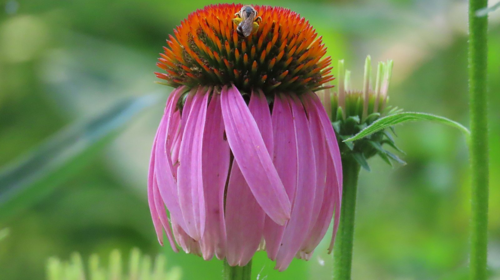 PowWow Wild Berry coneflower