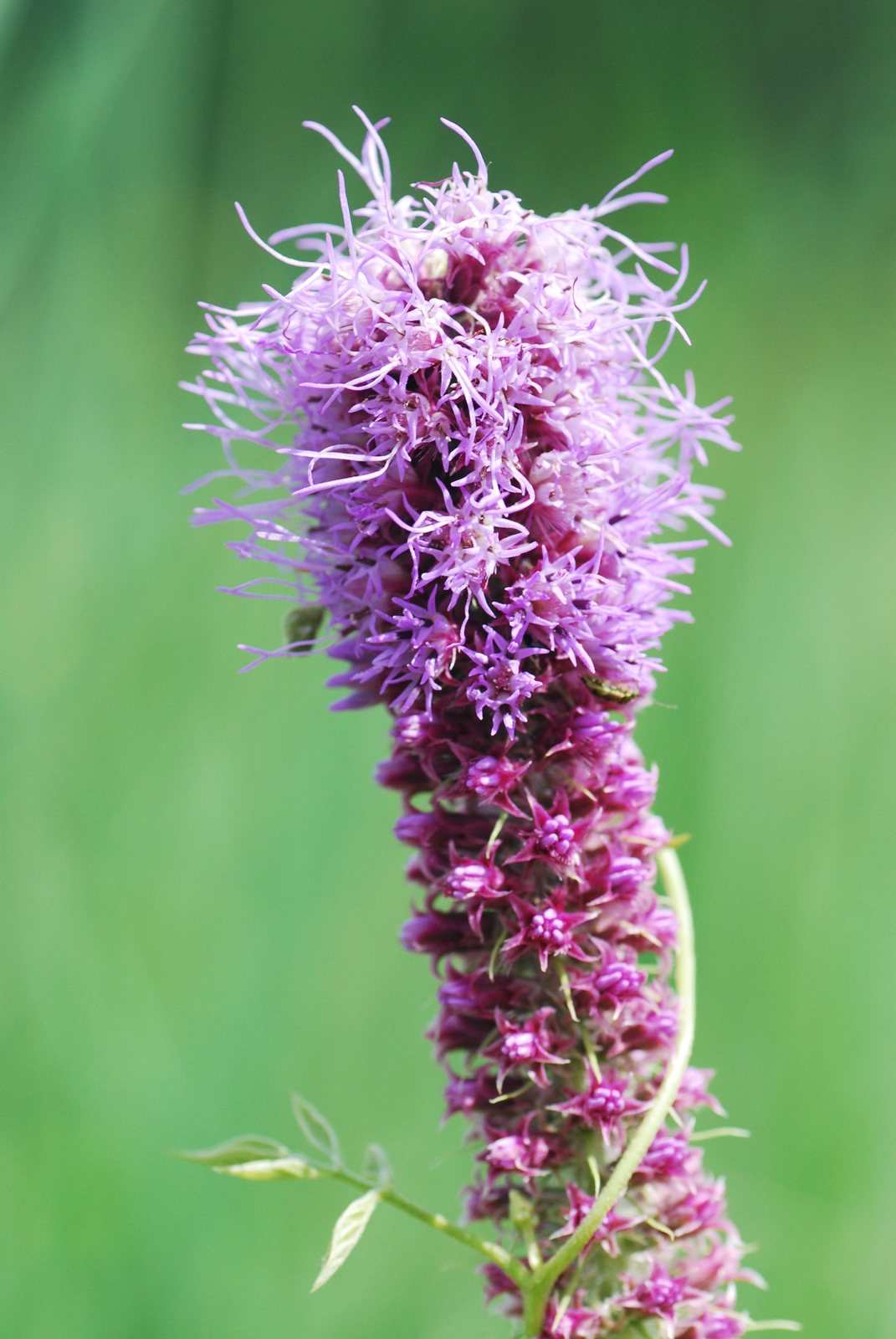 Prairie blazing star