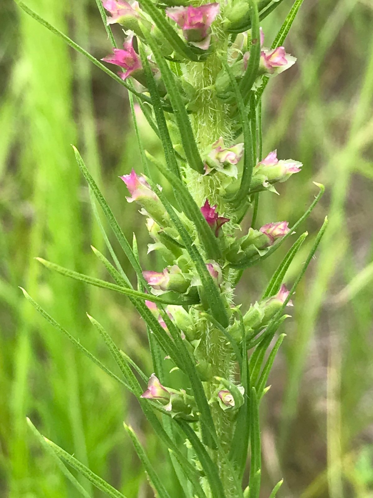 Prairie blazing star