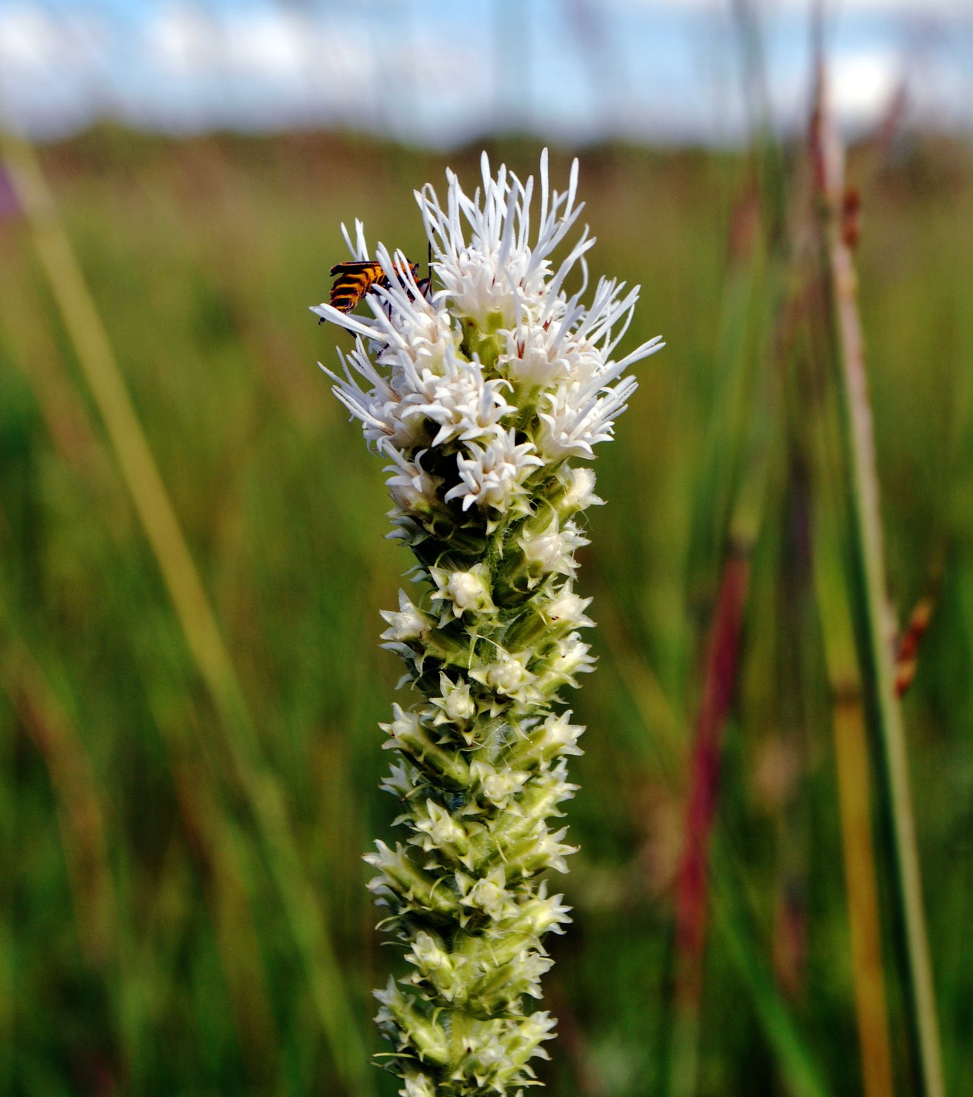 Prairie blazing star