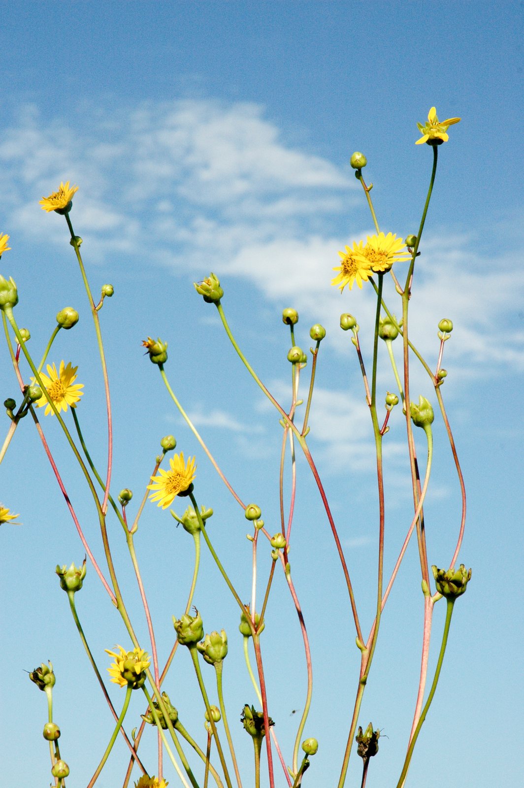 Prairie dock