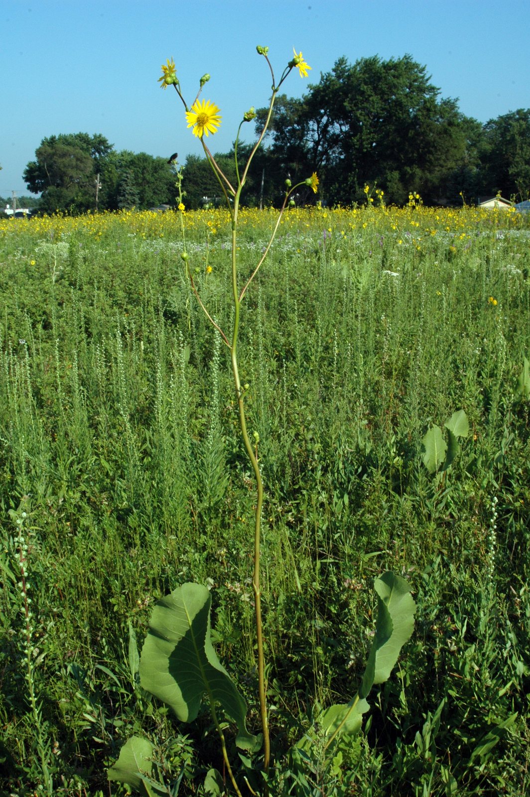 Prairie dock