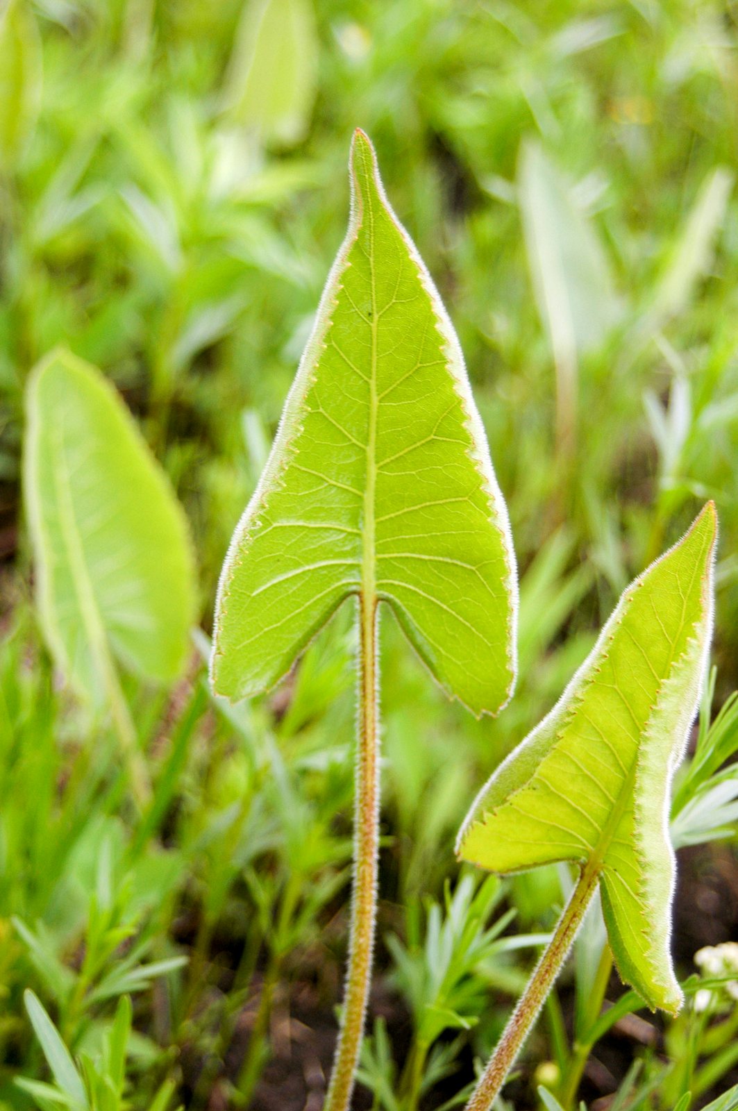 Prairie dock