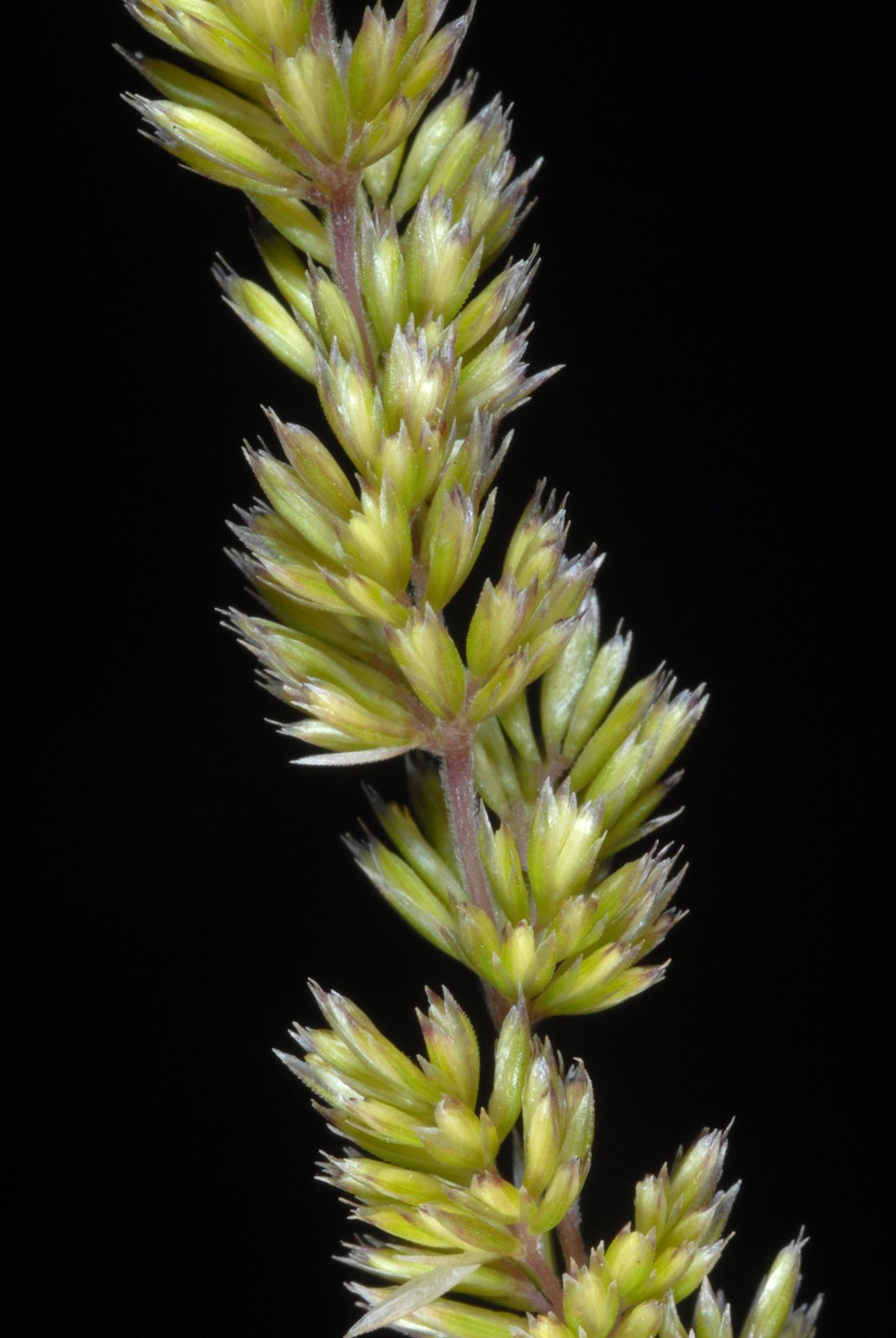 Prairie junegrass