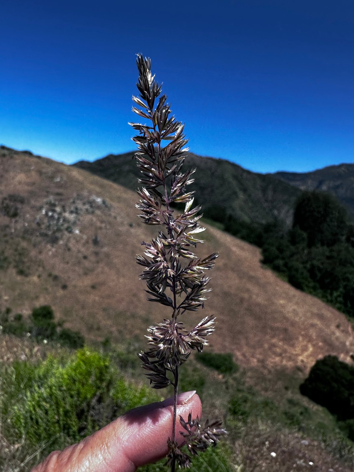 Prairie junegrass