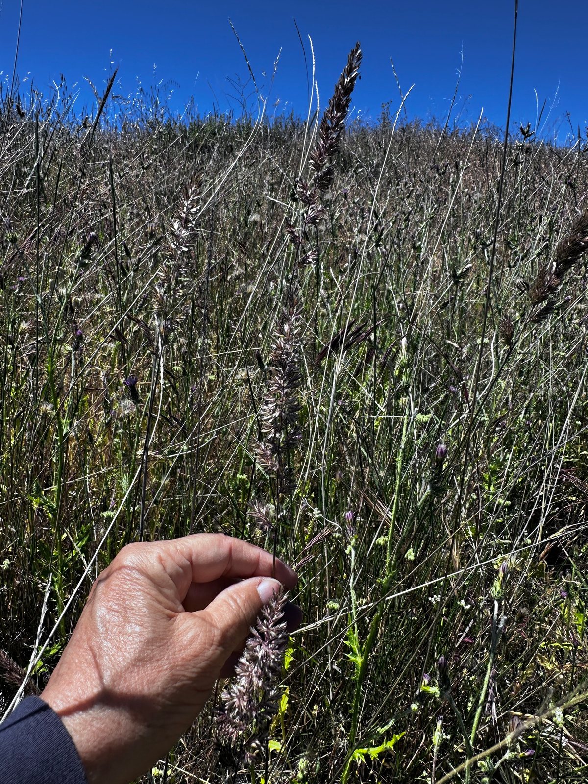 Prairie junegrass