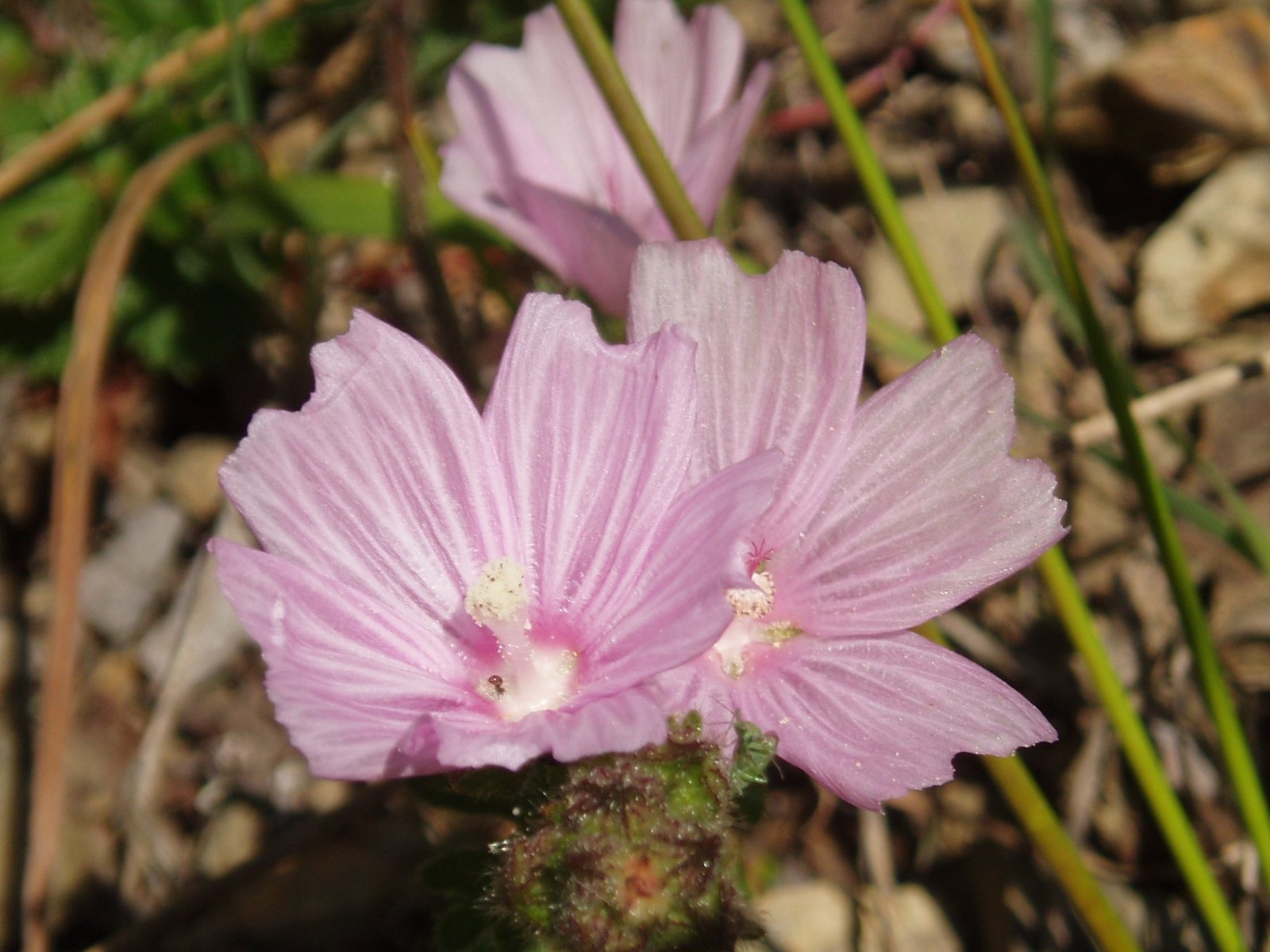Prairie mallow