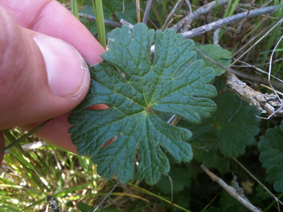 Prairie mallow