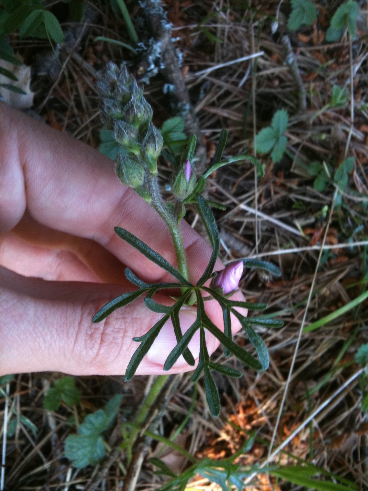 Prairie mallow