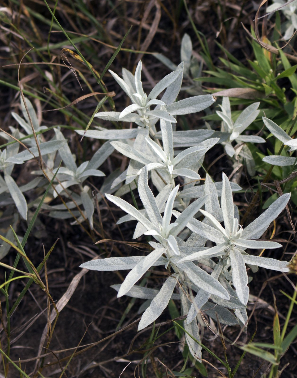Prairie sage