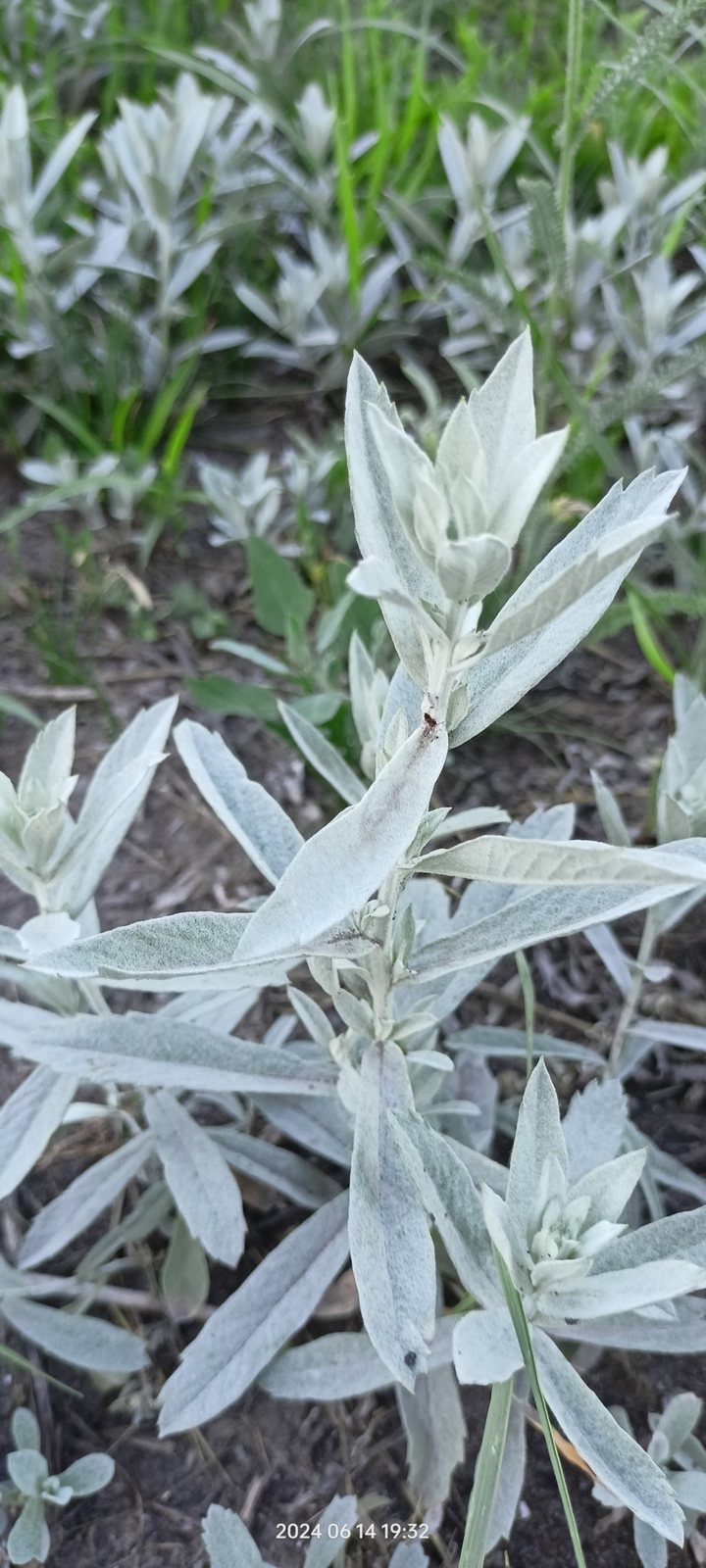 Prairie sage