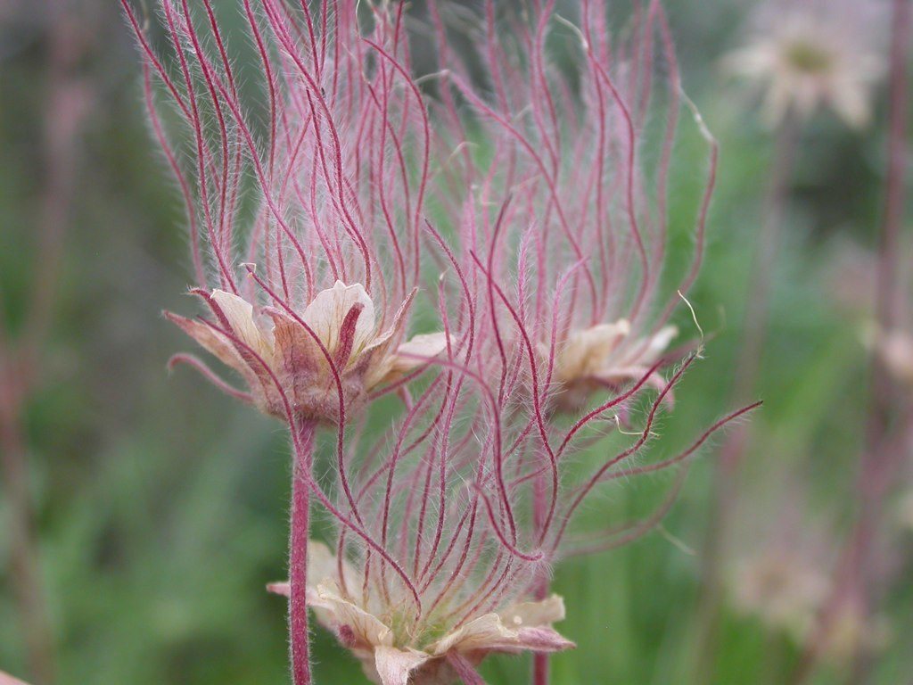Prairie smoke