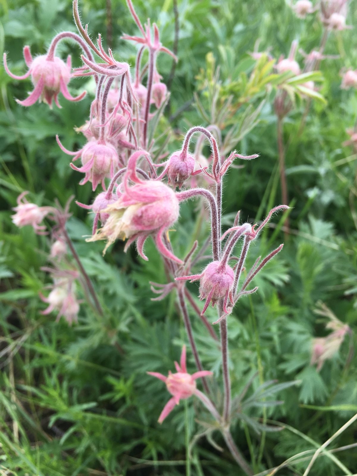 Prairie smoke
