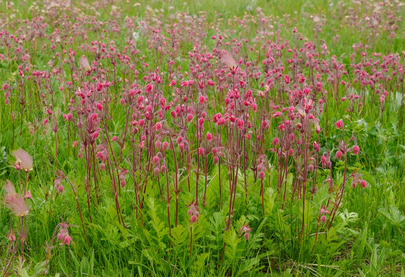 Prairie smoke