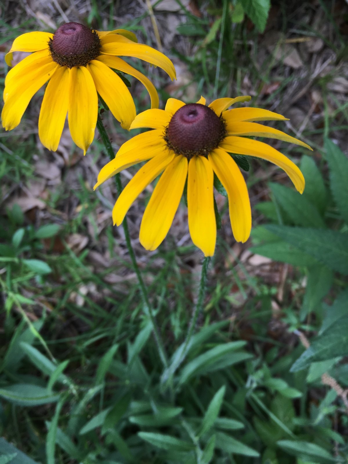 Prairie Sun black-eyed Susan
