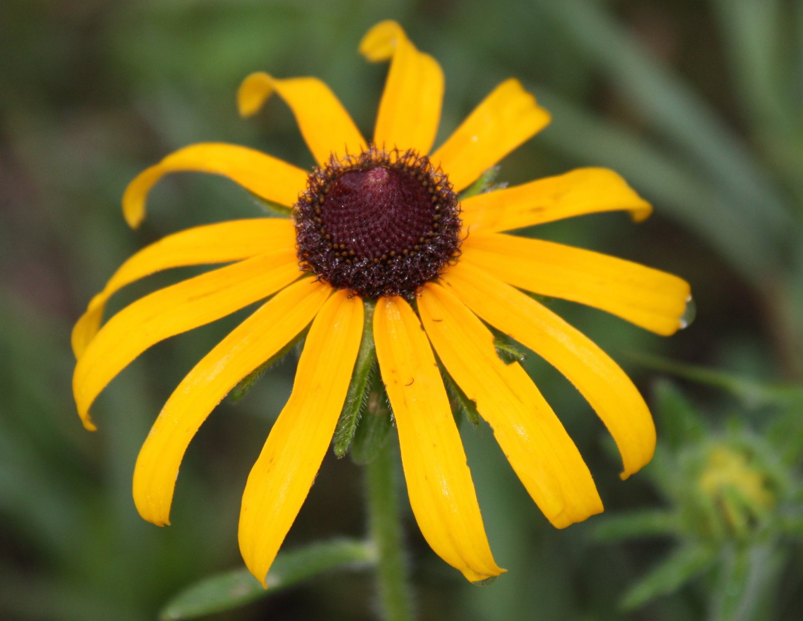 Prairie Sun black-eyed Susan