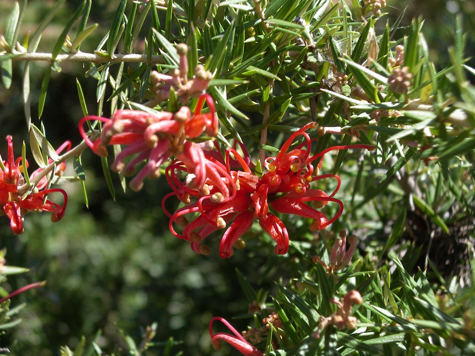 Prickly spider flower