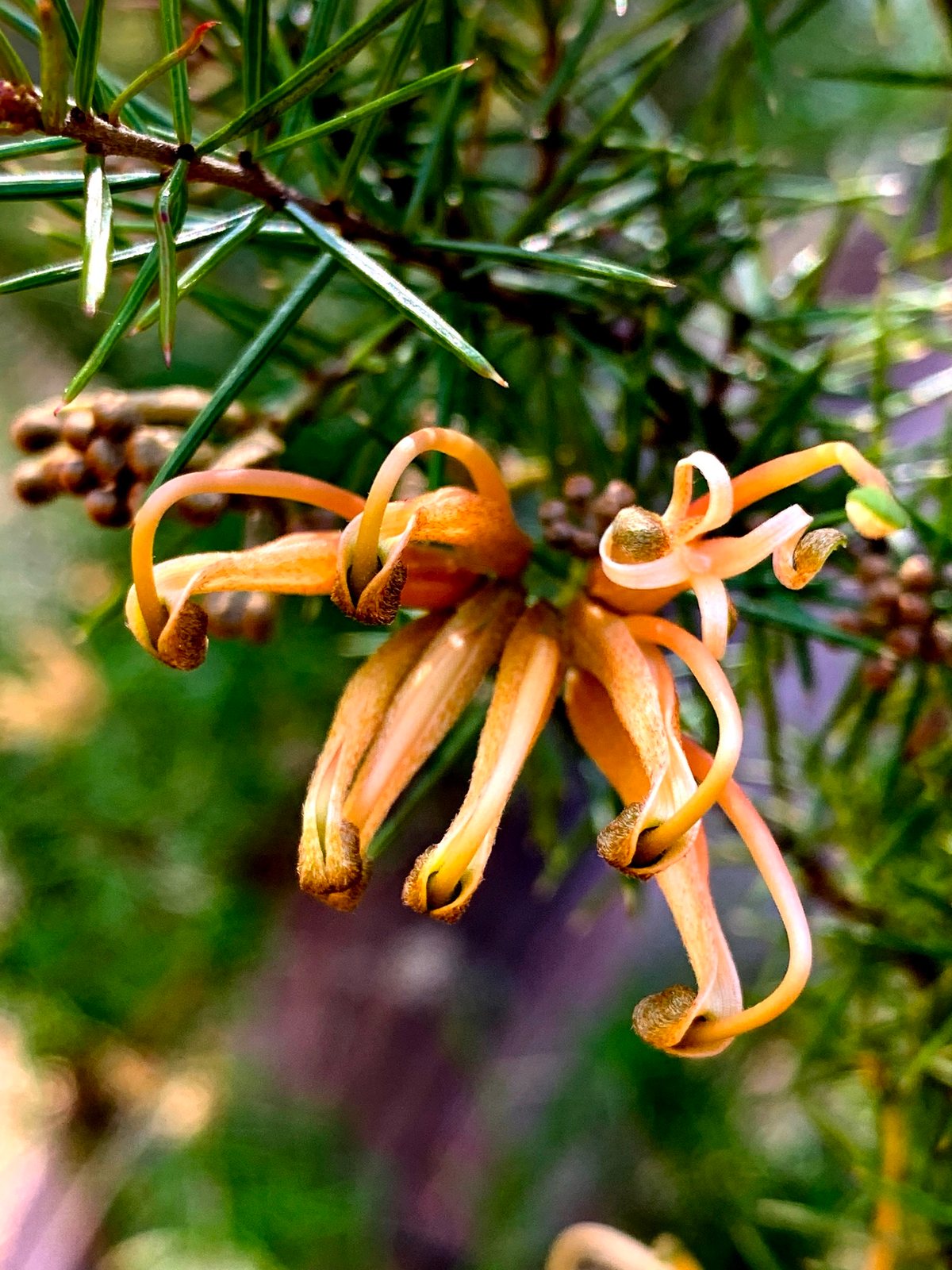 Prickly spider flower