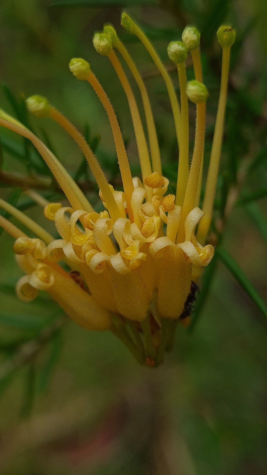 Prickly spider flower