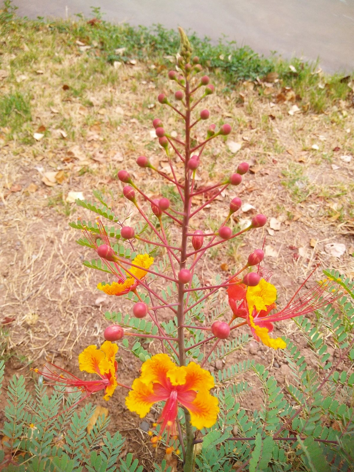 Pride of Barbados