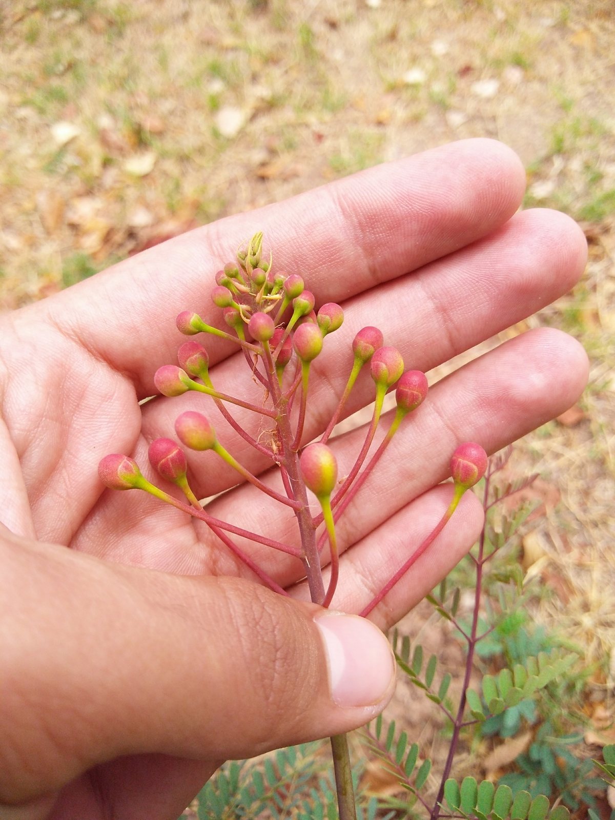 Pride of Barbados