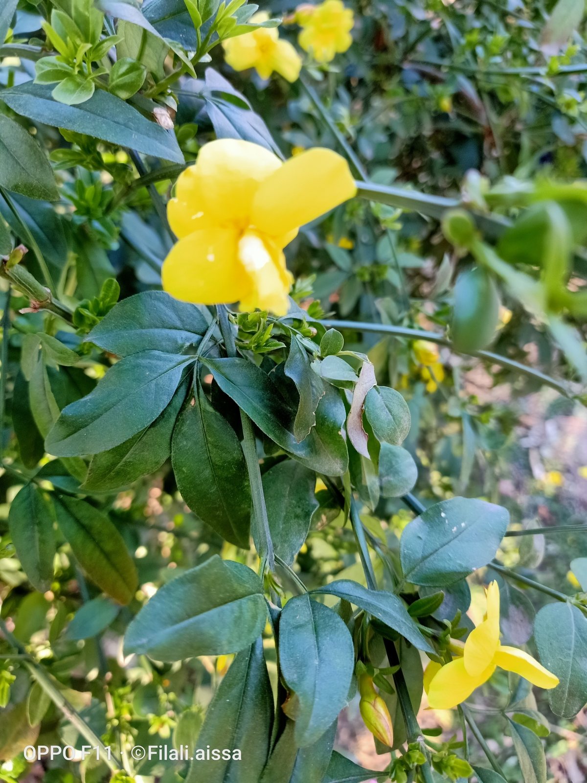 Primrose jasmine