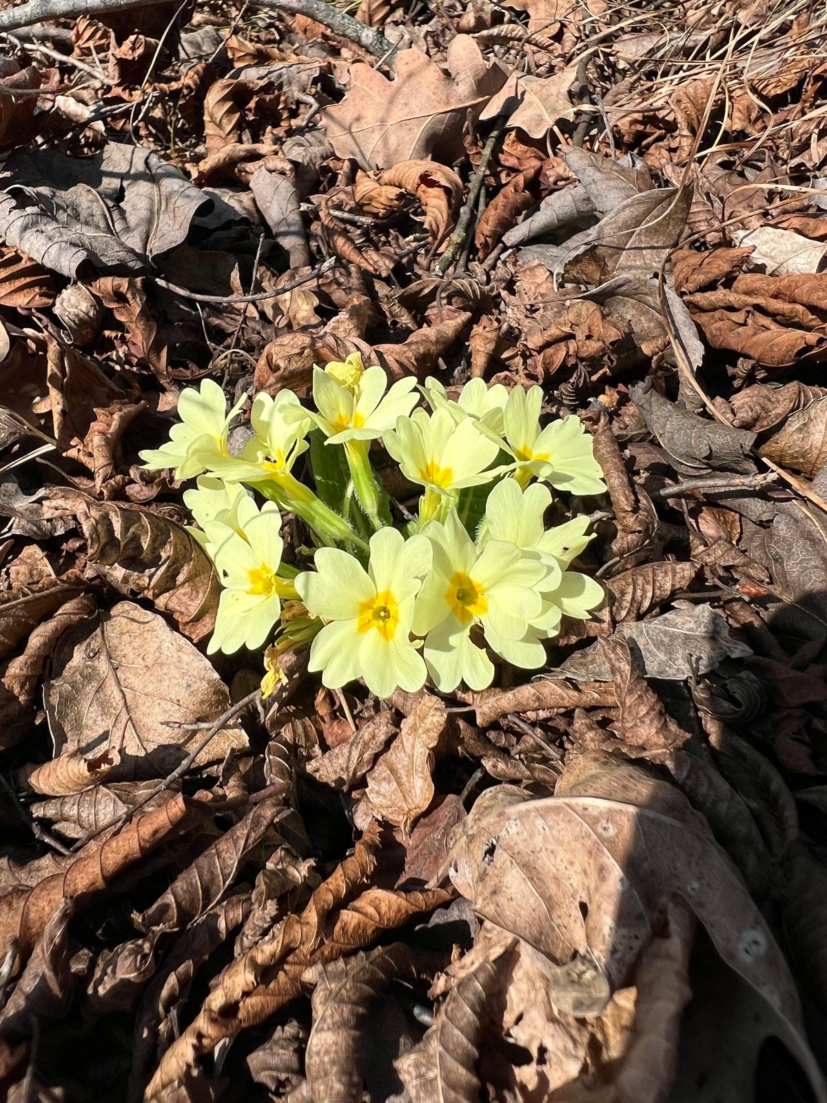 Primrose