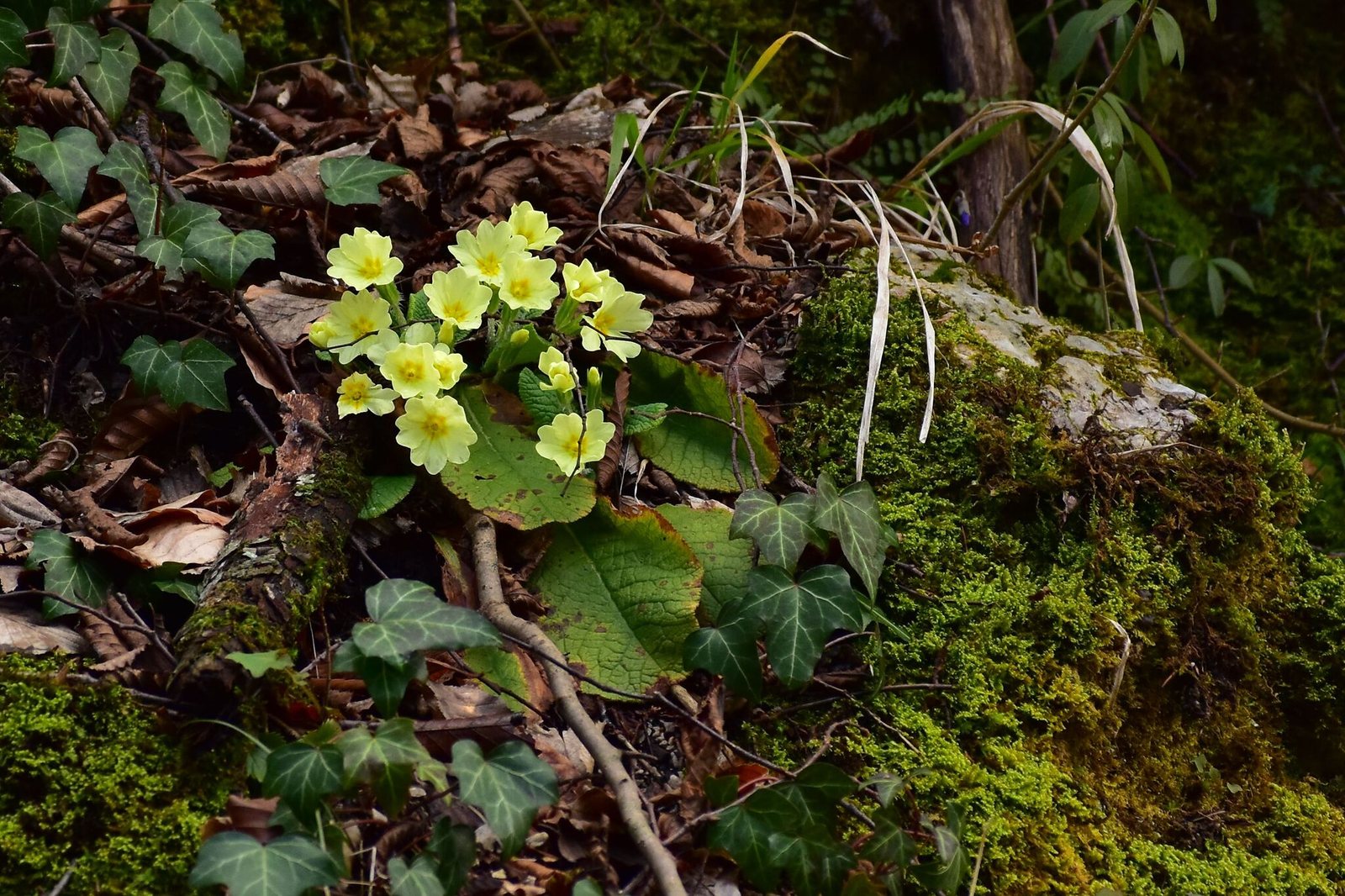 Primrose