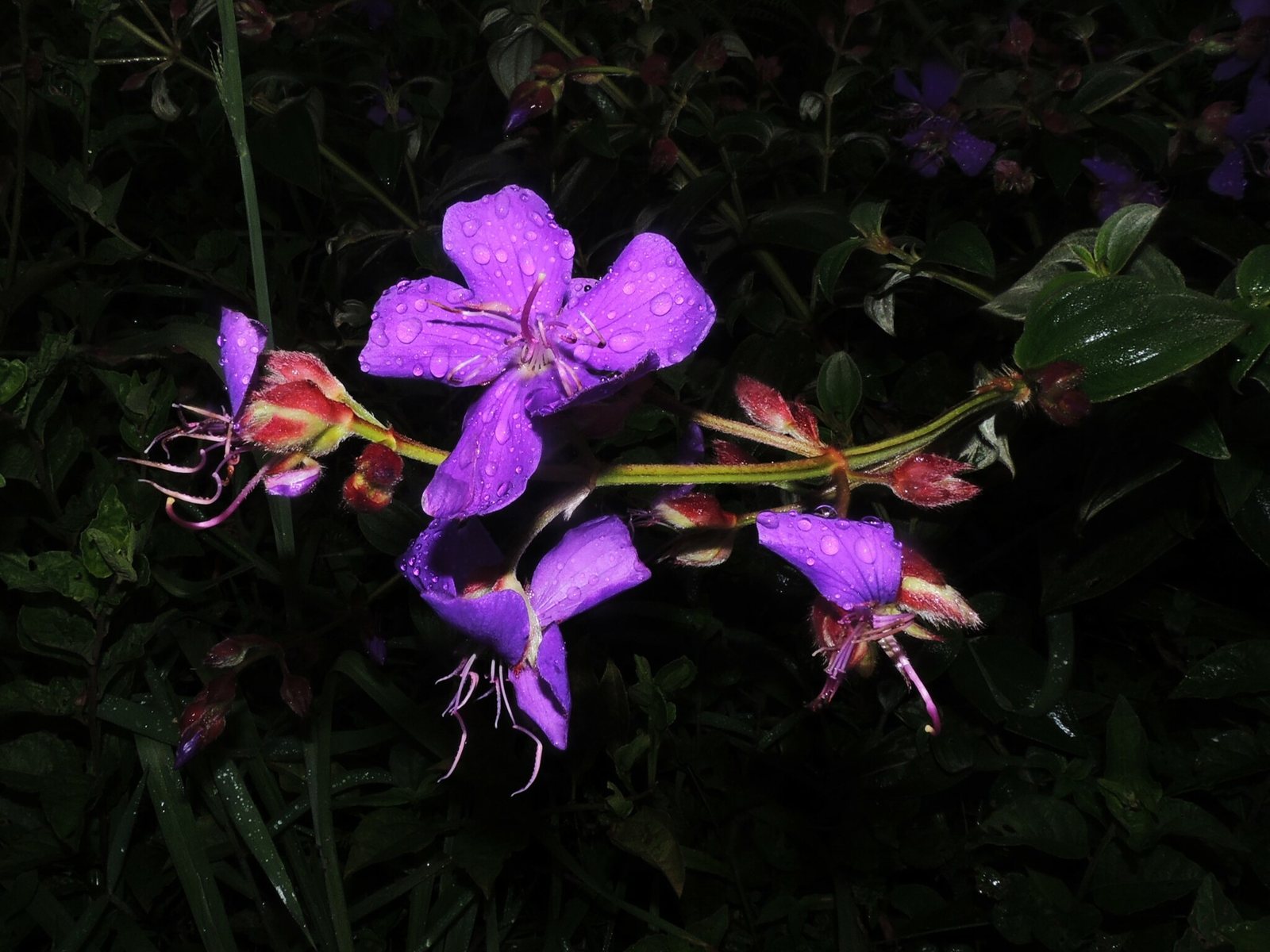Princess flower