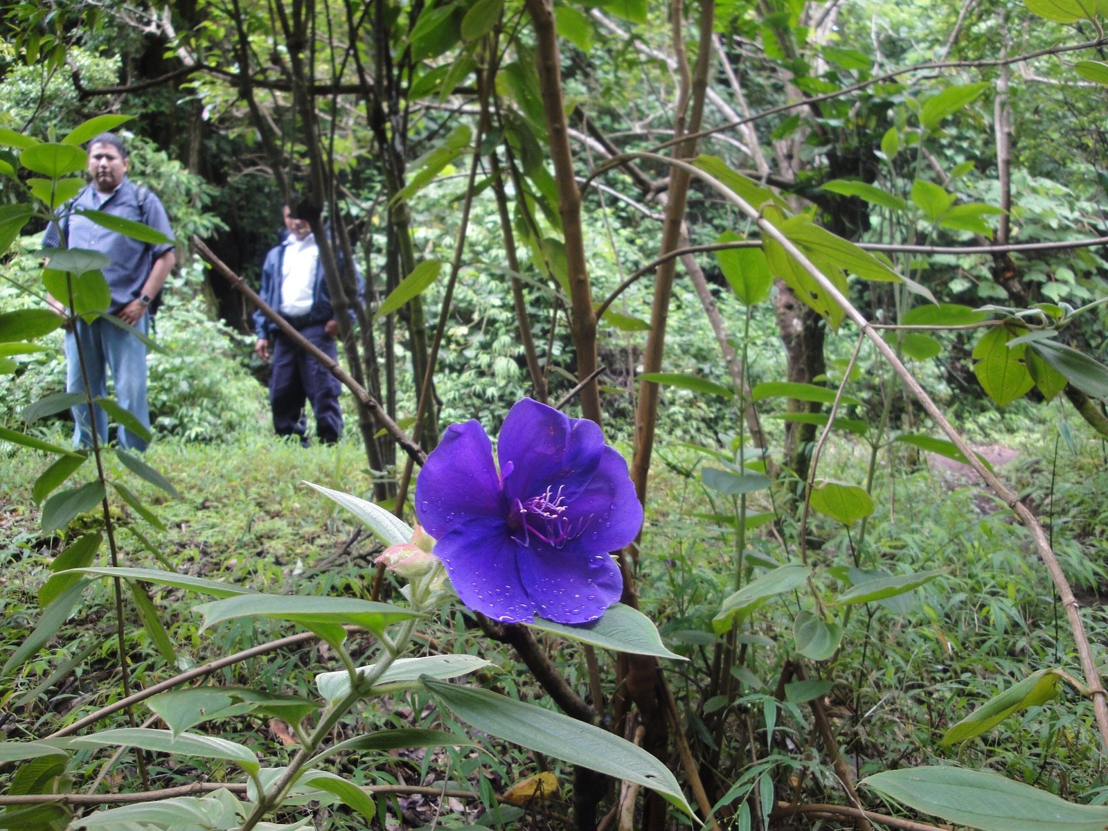 Princess flower