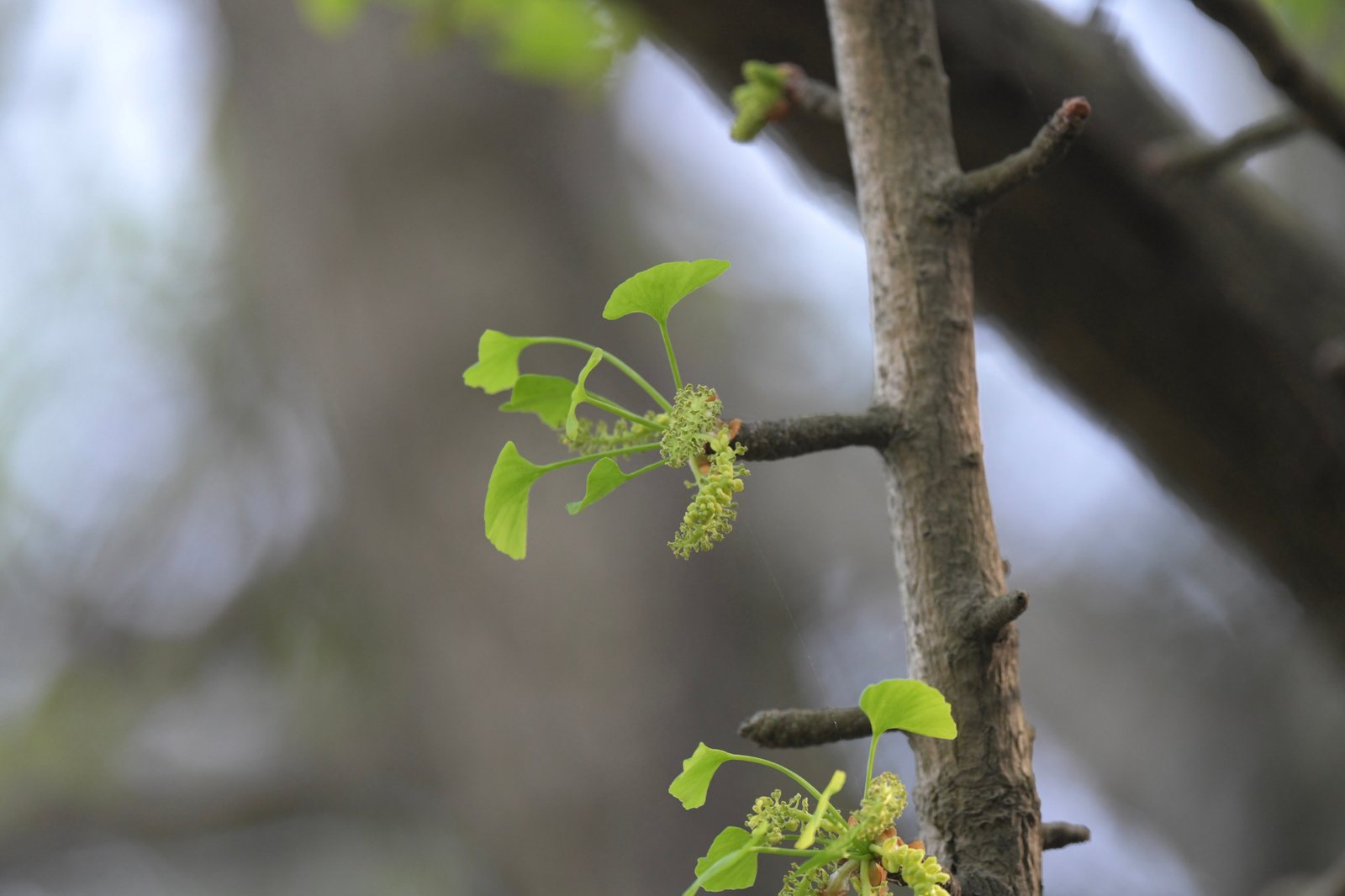 Princeton Sentry ginkgo