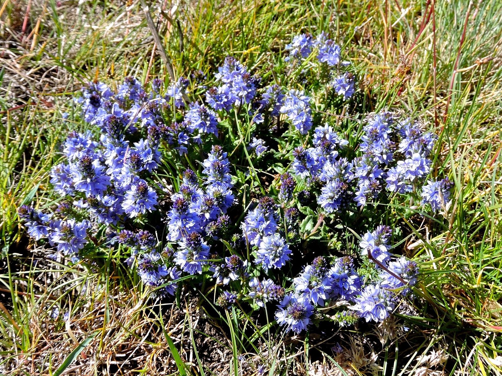 Prostrate speedwell